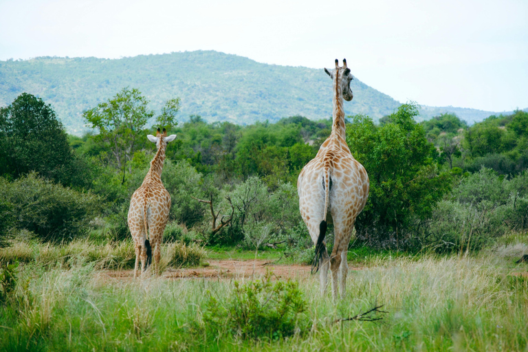 Arusha National Park: Day Trip with Walking Safari & Canoe Shared Day Trip Transfer & Game Drive (Fees Excluded)