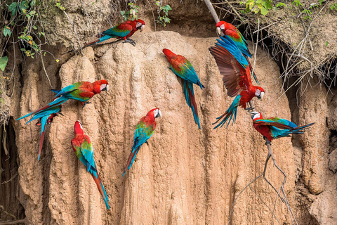 Puerto Maldonado: Chuncho Macaw LerslickningsrundaPuerto Maldonado: Chuncho Macaw lerslickningsrunda