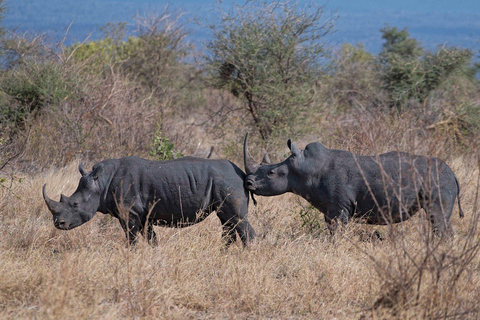Campamento de safari de 3 días en el Parque Nacional Meru-Ikweta