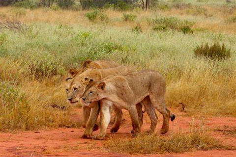 Au départ de Mombasa : Safari d&#039;une journée dans le parc national de Tsavo East