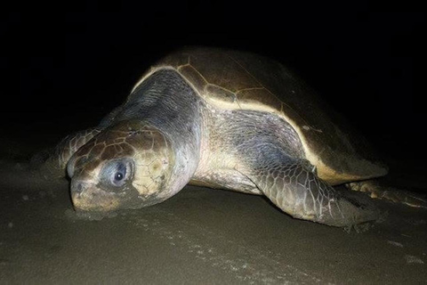 Turtle Night Tour in Isla Cañas