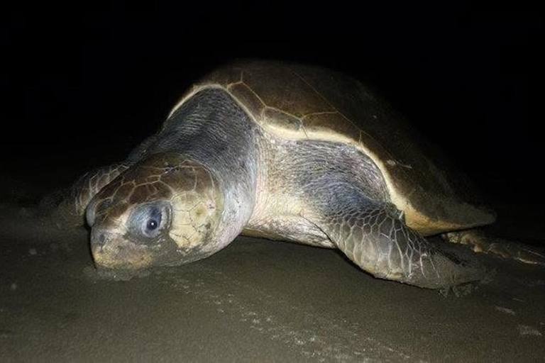 Turtle Night Tour in Isla Cañas