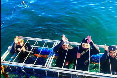 Ciudad del Cabo: Buceo en jaula de tiburones con comida y bebida