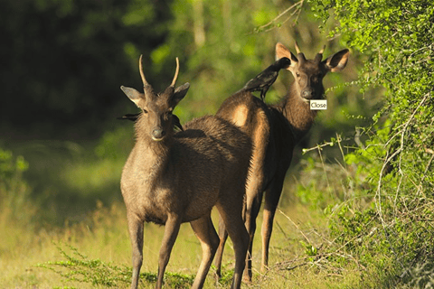 Budget Safari to Wilpaththu National Park from Anuradhapura Wilpattu Jungle Safari from Anuradhapura