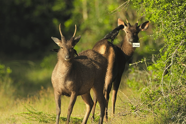 Budget Safari to Wilpaththu National Park from Anuradhapura Wilpattu Jungle Safari from Anuradhapura