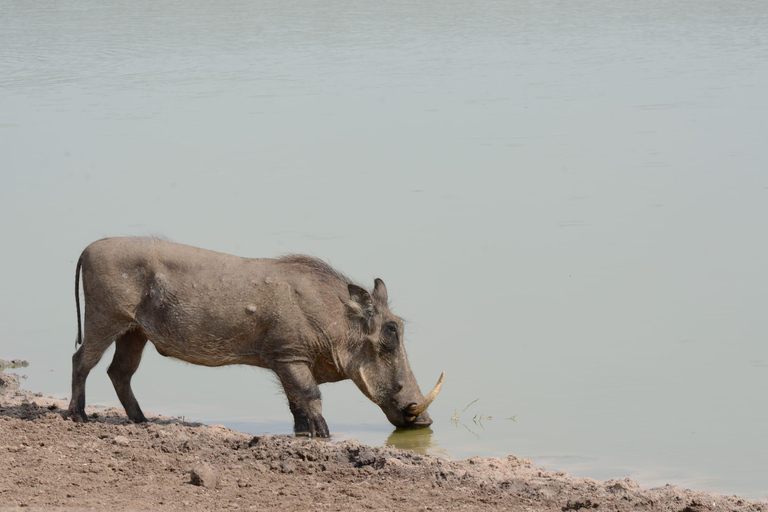 Tour di 7 giorni in Ruanda e Uganda: trekking dei primati e fauna selvatica