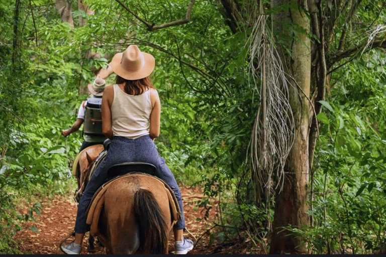 Punta Cana: viagem de 1 dia a Samaná com a Cachoeira El LimónPunta Cana: Viagem de 1 dia a Samaná com a Cachoeira El Limón