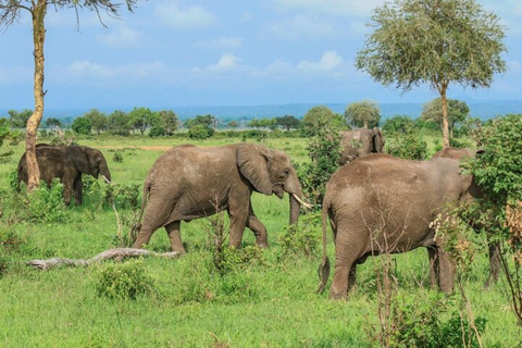 Arusha National Park: Day Trip with Walking Safari & Canoe Shared Day Trip Transfer & Game Drive (Fees Excluded)