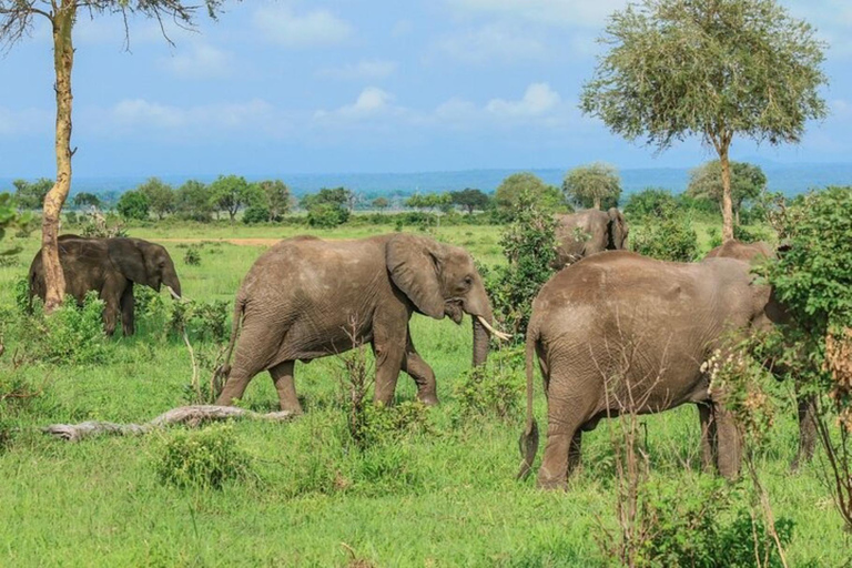 Arusha National Park: Day Trip with Walking Safari & Canoe Shared Day Trip Transfer & Game Drive (Fees Excluded)