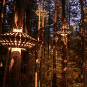 Redwoods Altitude, Nightlights Fast Pass, & Treewalk Rotorua