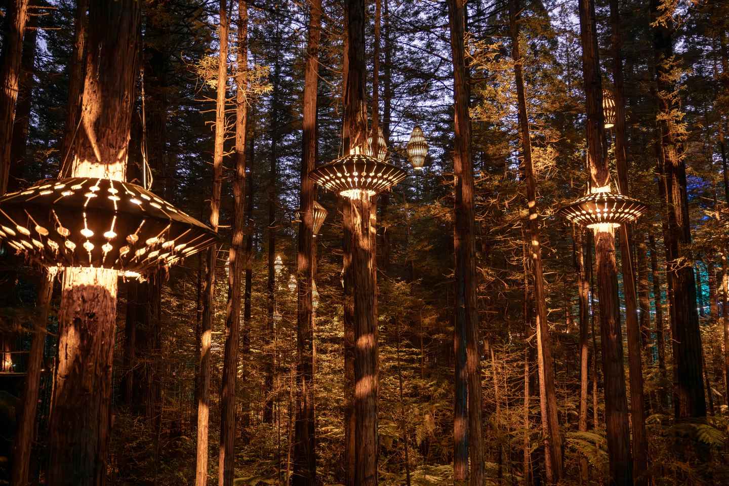 Redwoods Altitude, Nightlights Fast Pass, & Treewalk Rotorua - Rotorua: Altitude + Nightlights + Treewalk (day) + Glowworms