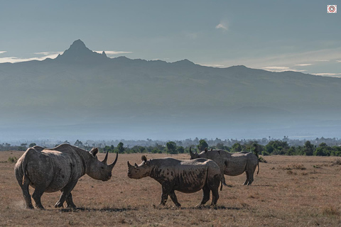 Safari nel Conservatorio di Ol Pejeta da Nairobi