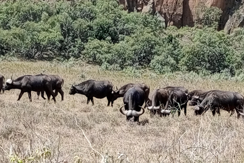 Parque Nacional de Nairóbi Orfanato de bebês elefantes Centro de girafas