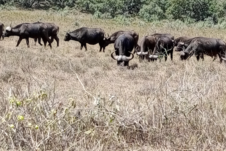 Parque Nacional de Nairóbi Orfanato de bebês elefantes Centro de girafas