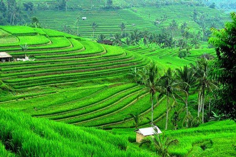 Jatiluwih UNESCO,Bratan Lake,Iconic Gate,Banyumala Waterfall North Part of Bali Privat Tour Without Entrance