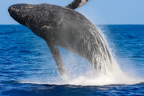 Oʻahu: osservazione balene in piccoli gruppi con equipaggio locale[PRIVATO] O'ahu: osservazione balene in barca a vela per piccoli gruppi