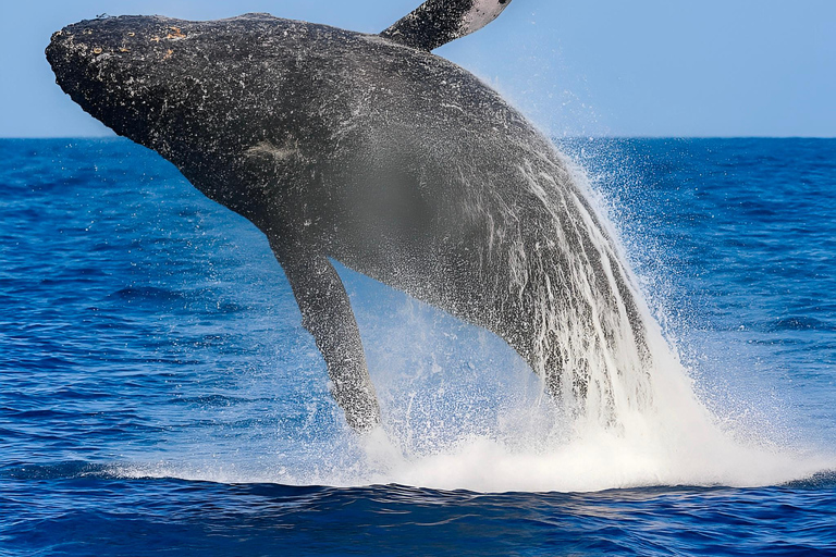 Oʻahu: osservazione balene in piccoli gruppi con equipaggio locale[PRIVATO] O'ahu: osservazione balene in barca a vela per piccoli gruppi