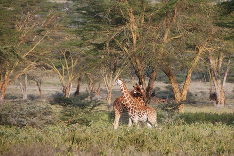 De Nairóbi: Excursão de 1 dia ao Parque Nacional do Lago Nakuru