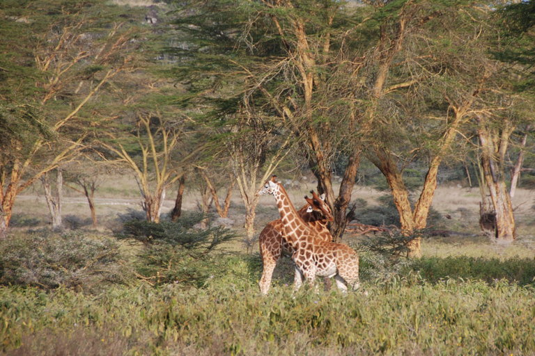 Vanuit Nairobi: Lake Nakuru National Park Dagvullende Tour