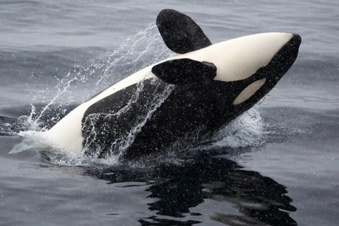 From Tromsø: Whale Watching Safari on High-Speed Catamaran
