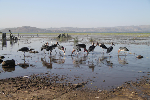 Addis Ababa: 8-Day Bale Mountains Birdwatching Tour