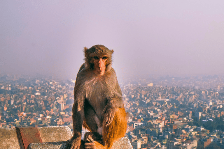 Katmandu: Wycieczka piesza z Monkey Temple i Durbar SquareKatmandu: Wycieczka piesza z wizytą w Świątyni Małp i na placu Durbar Square