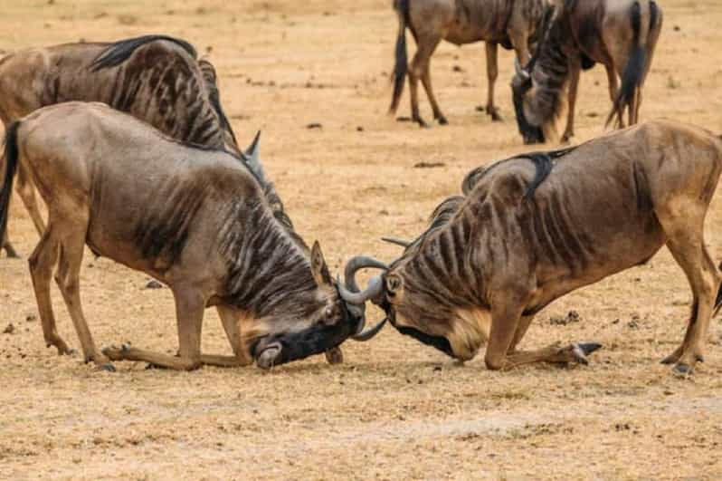 From Zanzibar Mikumi Day Safari With Flight Getyourguide