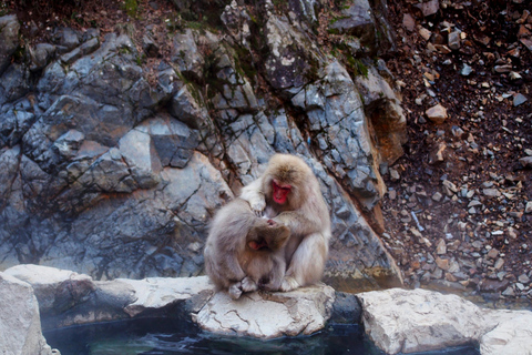 Nagano Snow Monkey private Day Tour from Tokyo