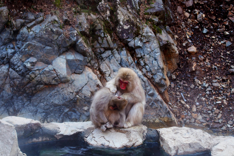 Nagano Snow Monkey private Day Tour from Tokyo