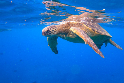 Waikiki: Sail and Turtle Snorkel Experience