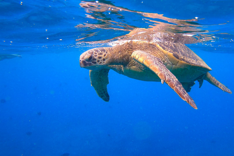 Waikiki: Sail and Turtle Snorkel Experience