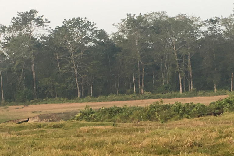 From Chitwan: Full Day Jeep Safari in Chitwan National Park