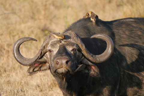 Viagem de 1 dia para a cratera de NgorongoroViagem de 1 dia à Cratera de Ngorongoro