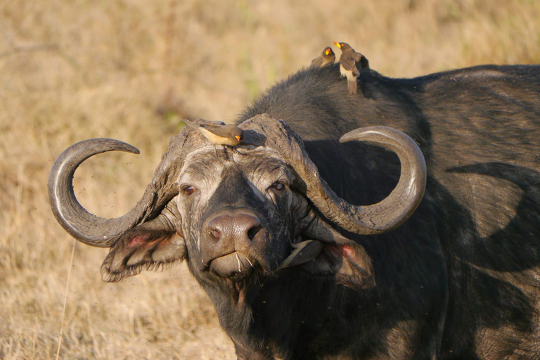 Viagem de 1 dia para a cratera de NgorongoroViagem de 1 dia à Cratera de Ngorongoro