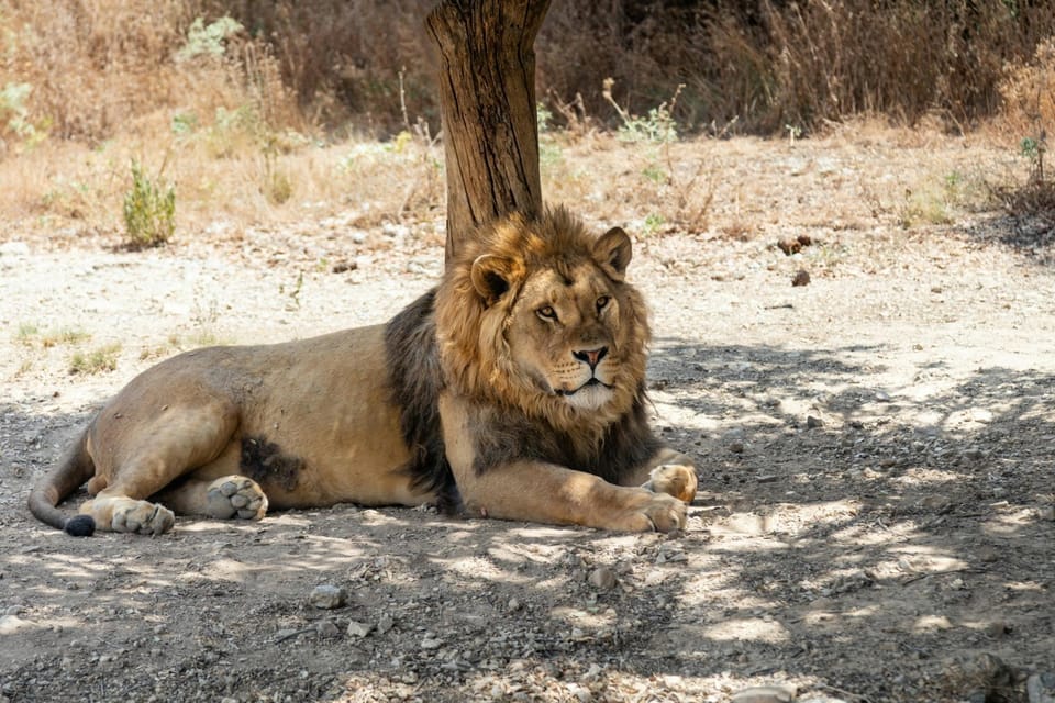 A male lion with a full mane lying in the dappled shade of a tree trunk on dry, stony ground