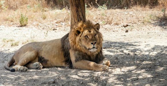 A male lion with a full mane lying in the dappled shade of a tree trunk on dry, stony ground