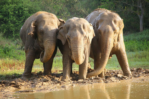 From Delhi: 1-day trip Mathura with Elephant conservation