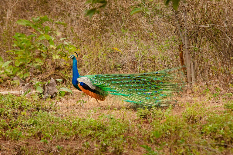 Yala National park with Safari jeep & tickets from Ella Yala National park safari with jeep & tickets from Ella