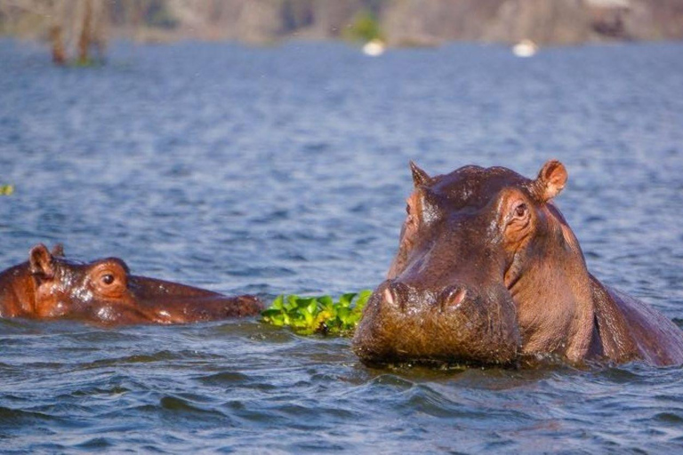 Excursion d'une journée au lac Nakuru et tour en bateau à Naivasha