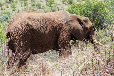 Pilanesberg Nature Safari: Guided Wildlife Tour Morning Safari Experience