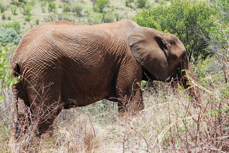 Pilanesberg Nature Safari: Guided Wildlife Tour Morning Safari Experience