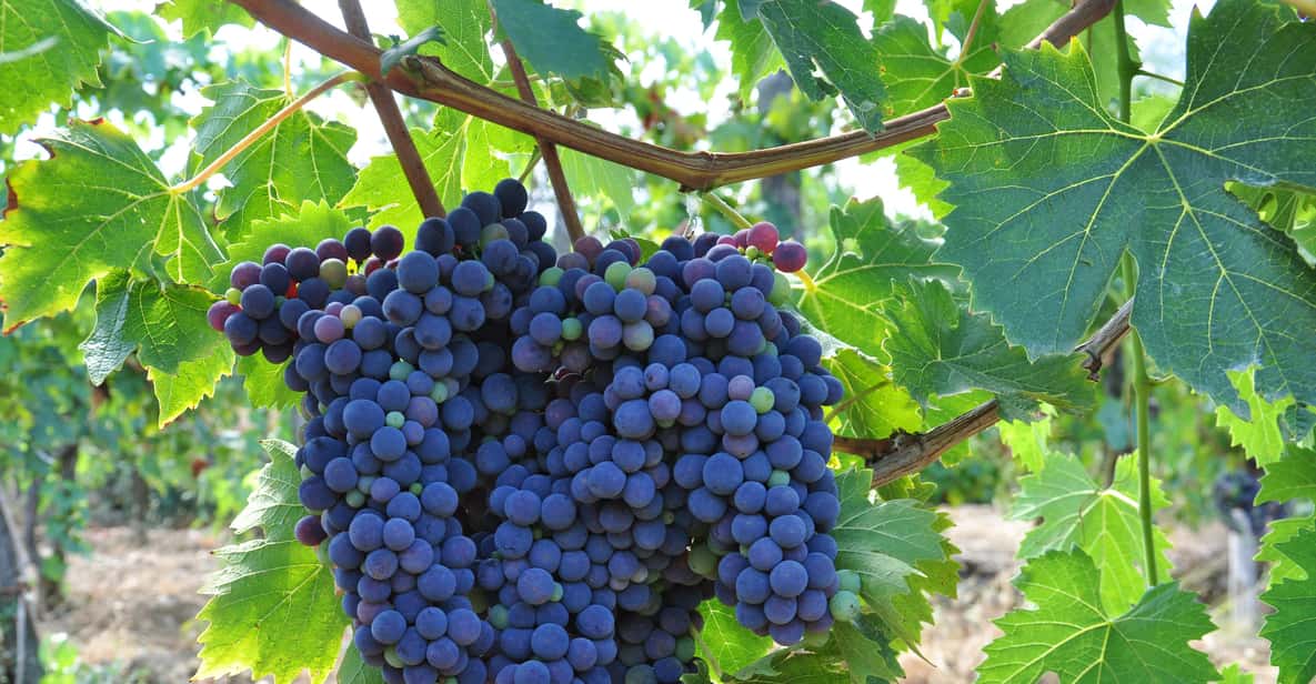 Afbeelding 7 van Chianti: biologische tuin en wijnproeverij