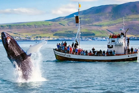 Akureyri: Lake Mývatn, GeoSea, & Whale Watching Tour