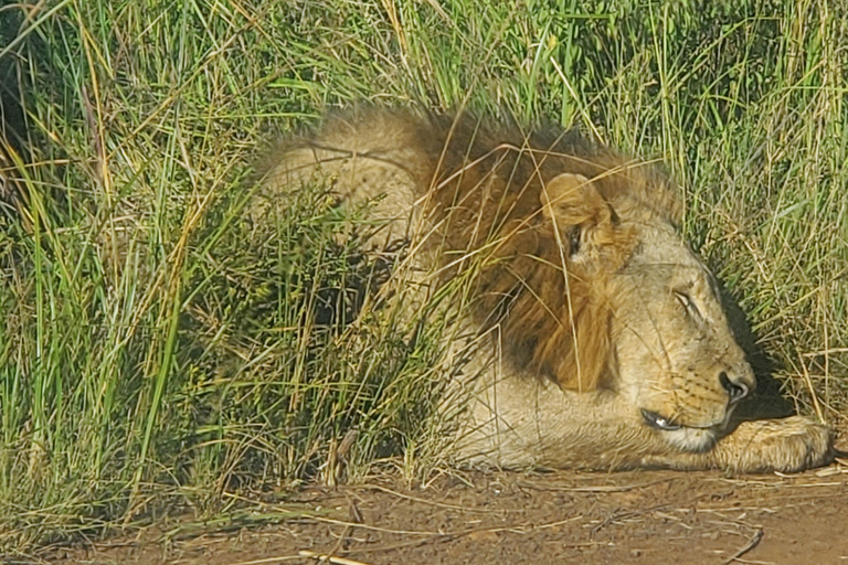 Nairobi National Park: Game Drive Tour Nairobi National Park: Game Drive Tour