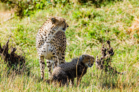 Half day Morning/afternoon tour to Nairobi National park