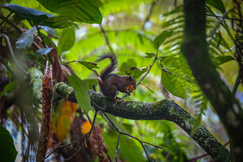 Birding Medellin z ekspertem obserwującym ptaki (prywatnie)