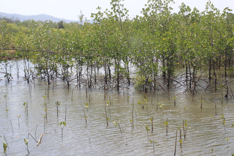 Bagek Kembar: Mangrove & Stingless Beekeeping Experience