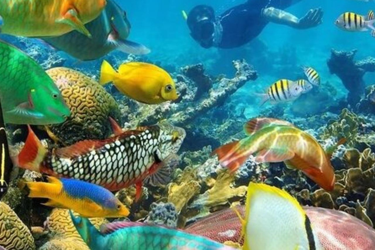 Zanzibar: Safari Blue Lagoon Tour with Snorkeling and Lunch
