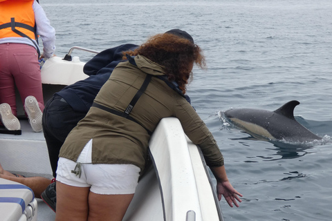 Delfinbeobachtung im Arrábida Naturpark