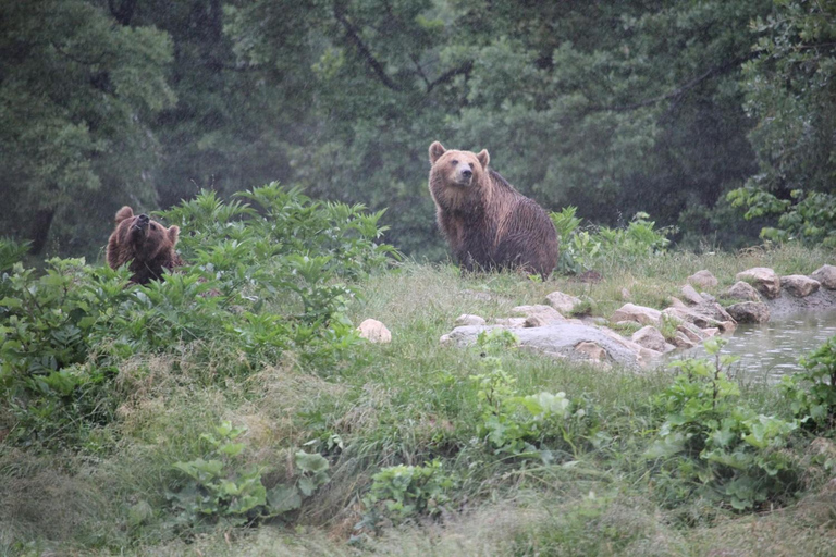 Brașov: Bear Sanctuary Private Tour with Entry Ticket